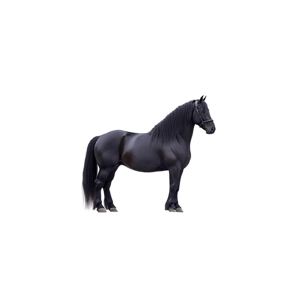 Percheron