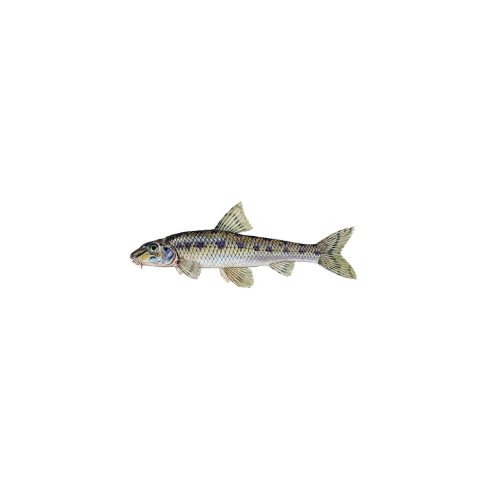 Gudgeon (small river fish)