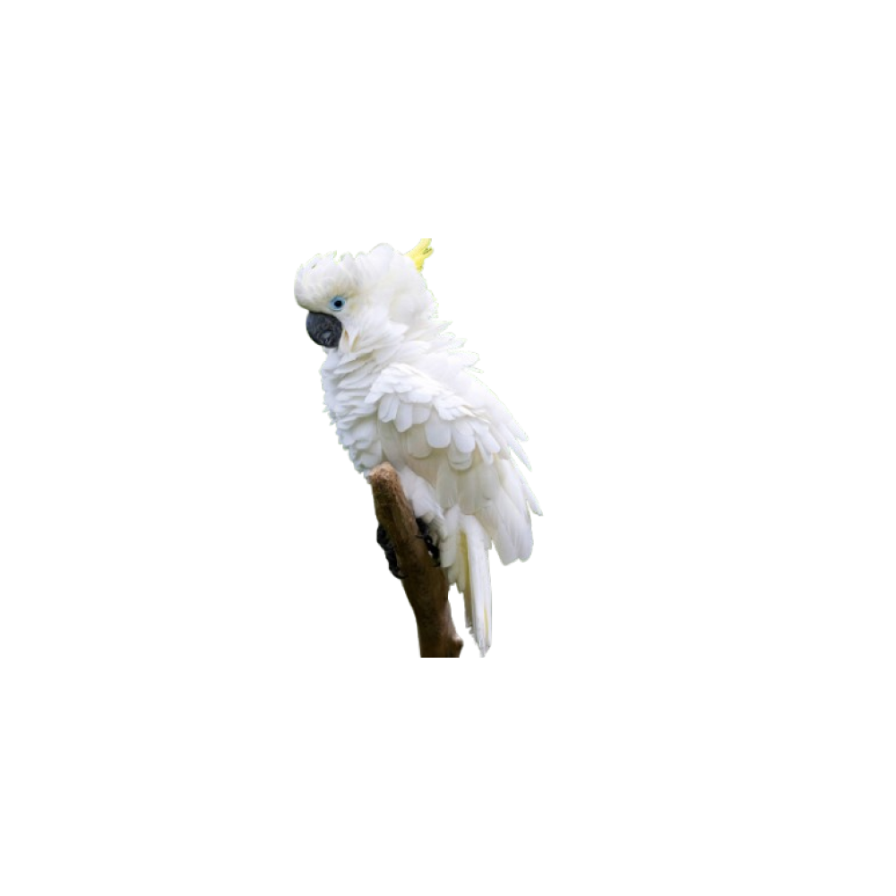 Rare and protected birds