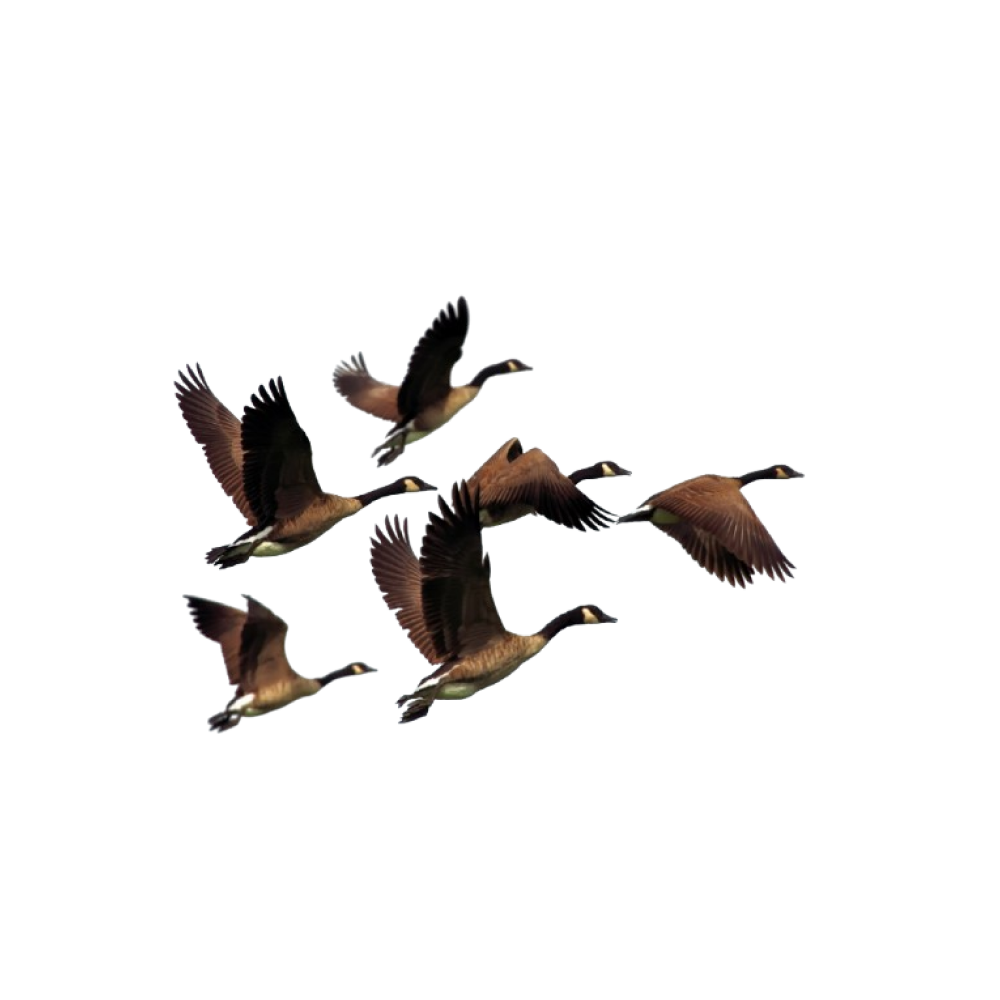 Migratory Birds