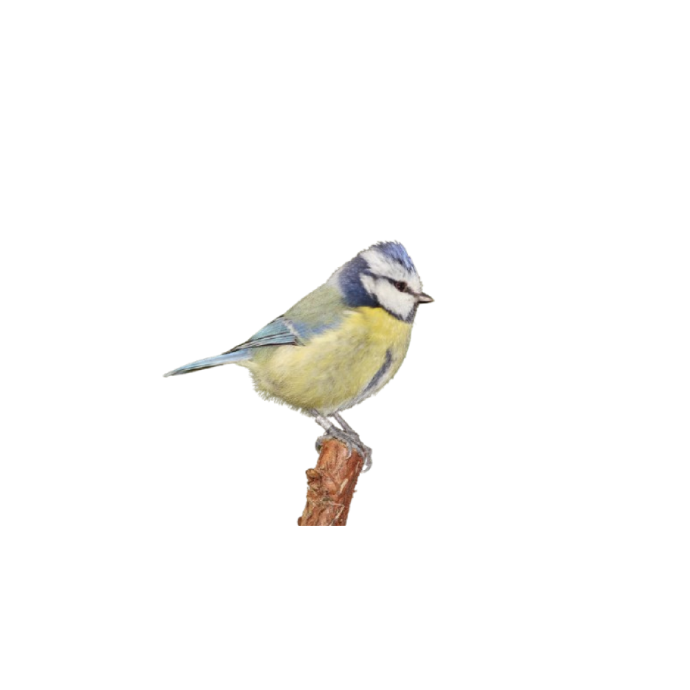 Songbirds
