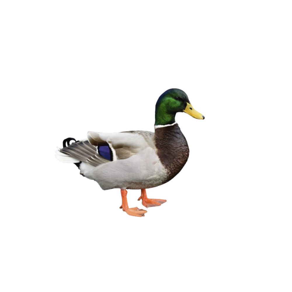 Waterfowl