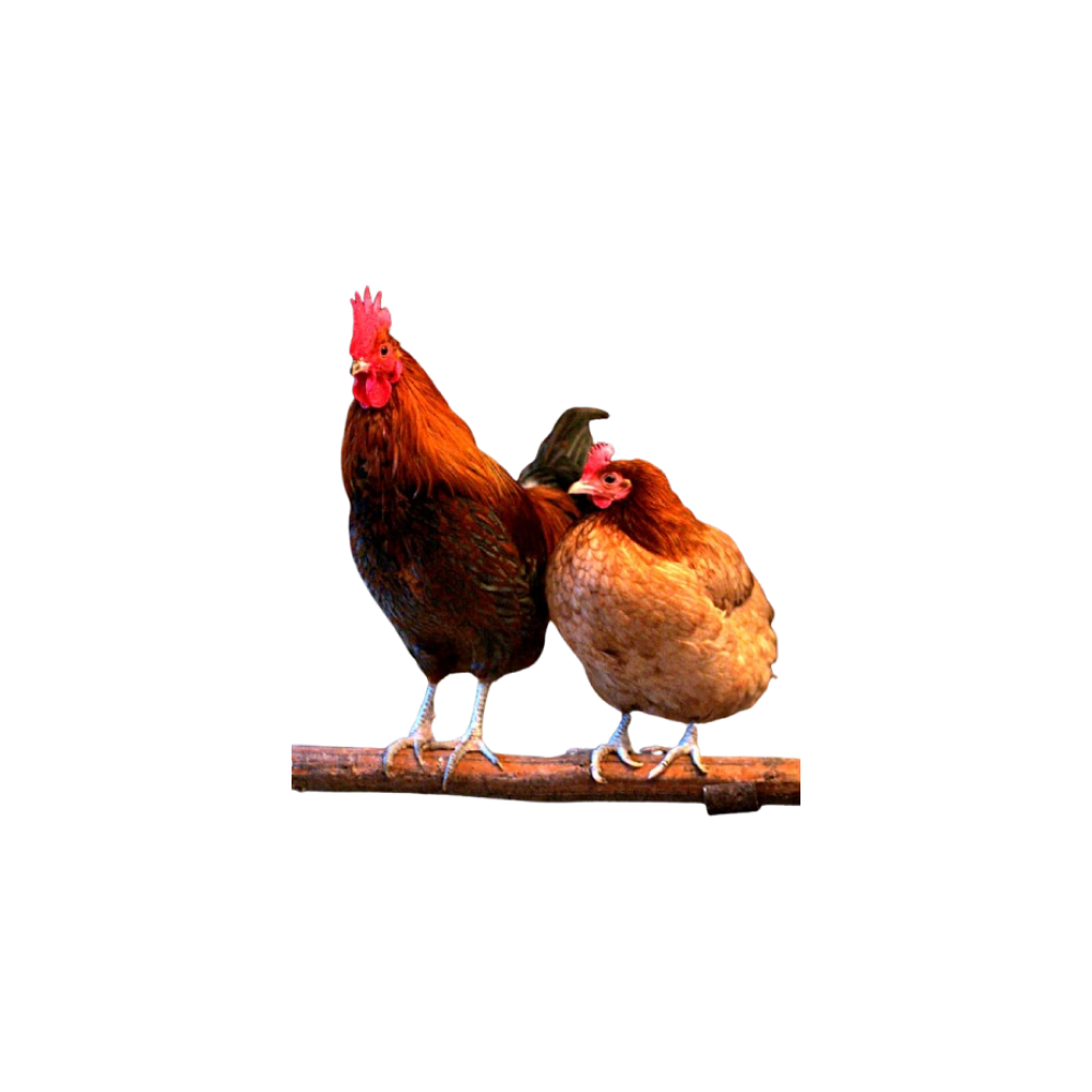 Home (domestic) birds