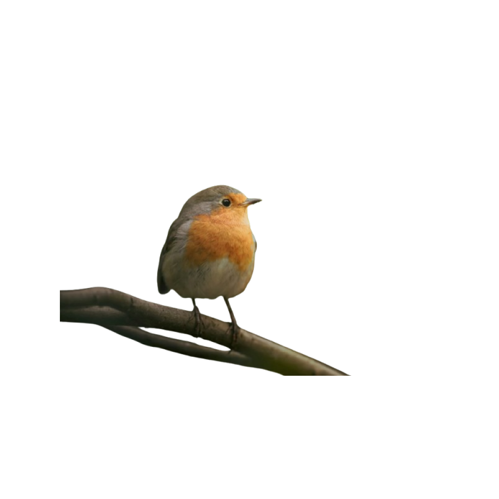 Wild birds