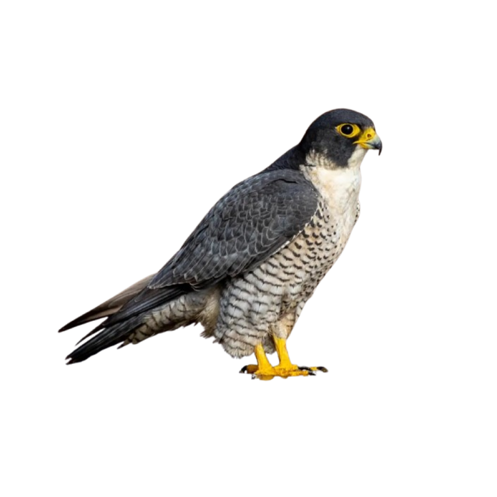 Birds of prey