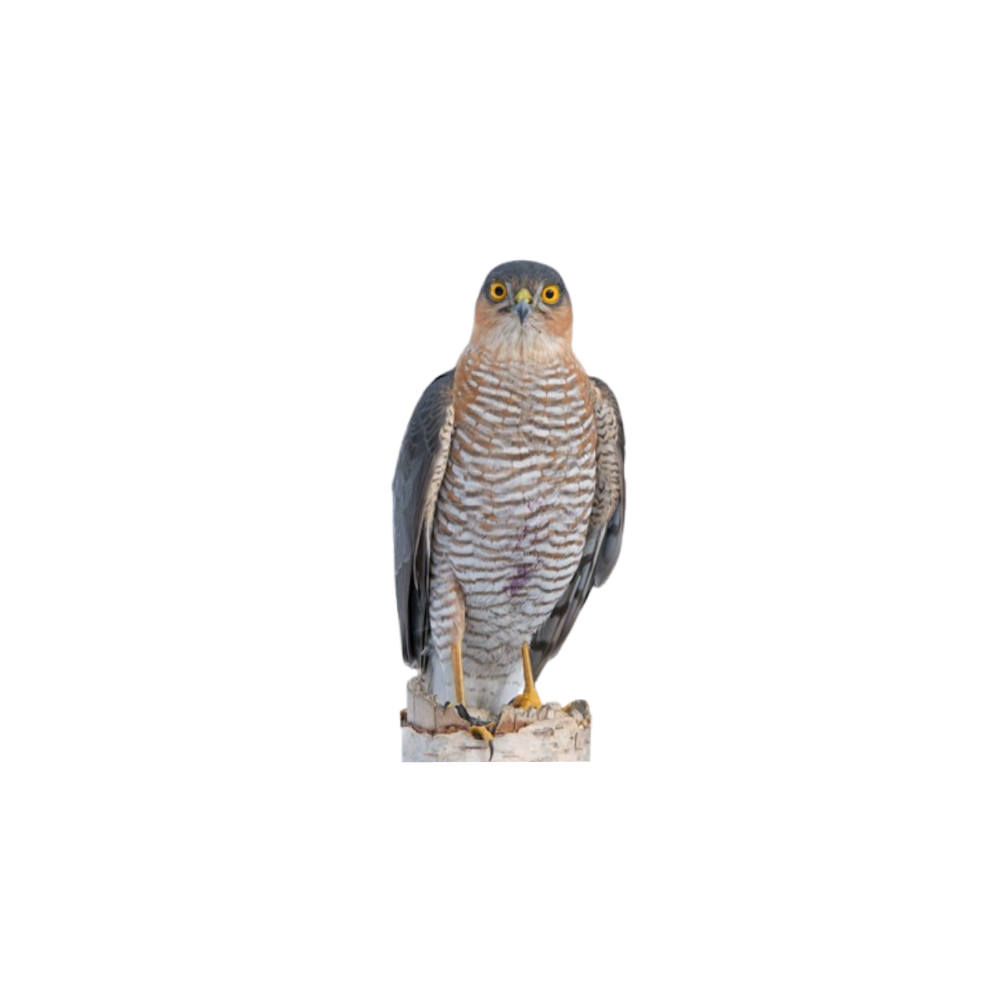 Sparrowhawk
