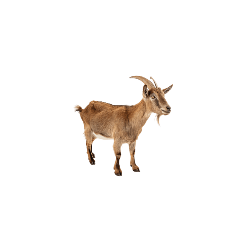 Kyrgyz goat