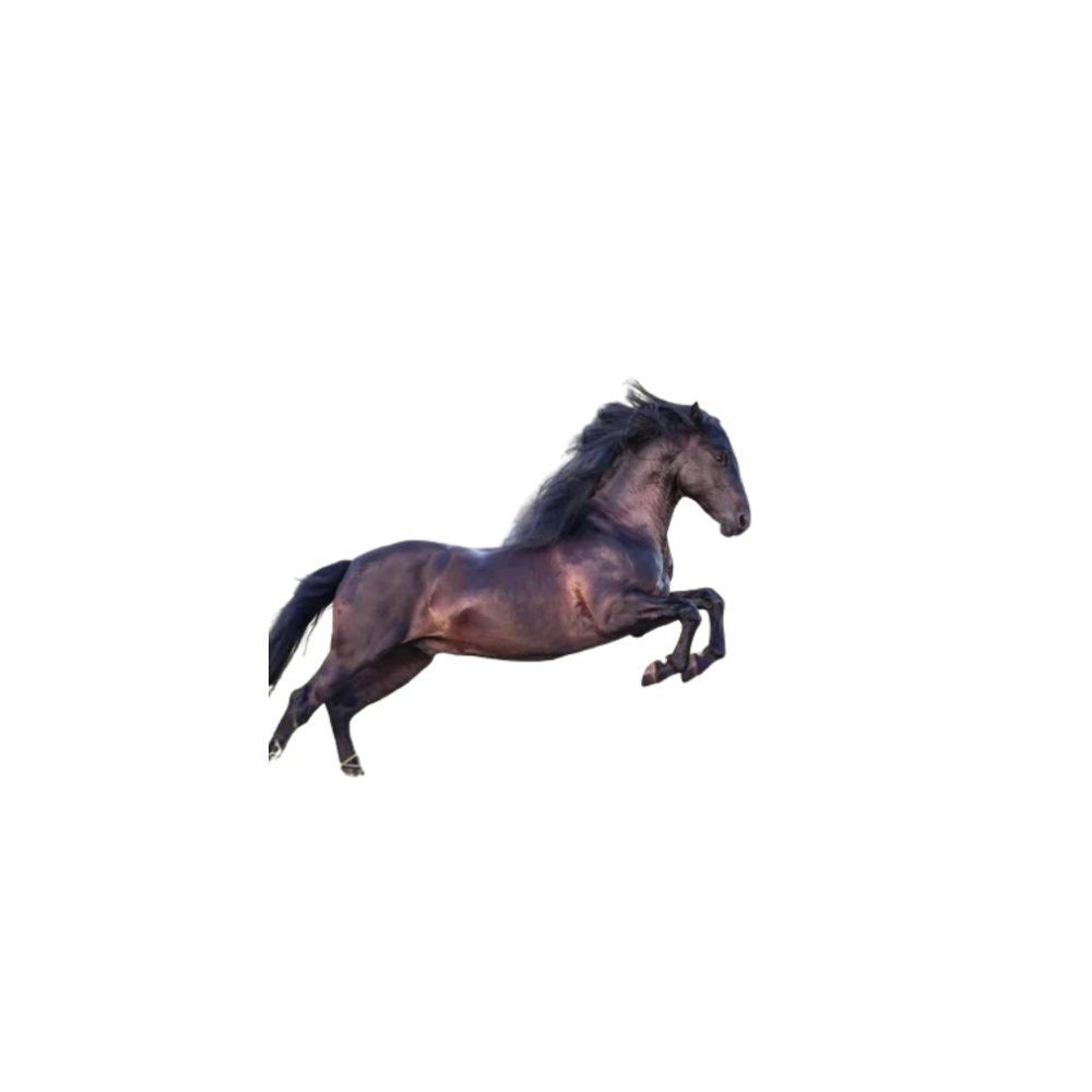 Qorabayir