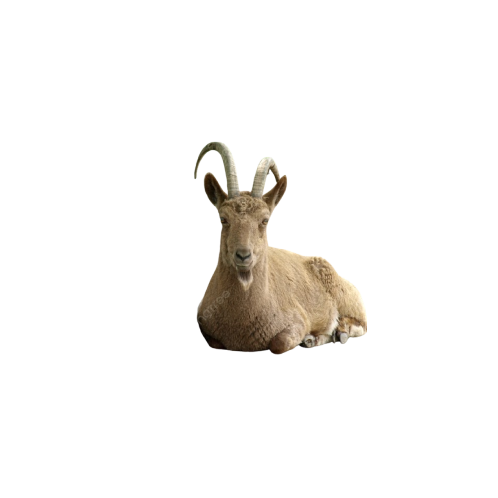 Kazakh goat