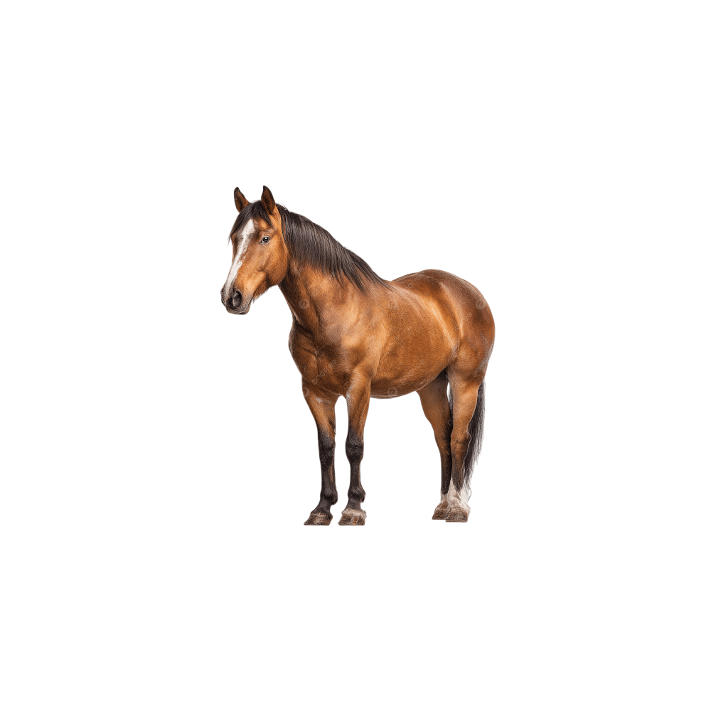 Quarter horse