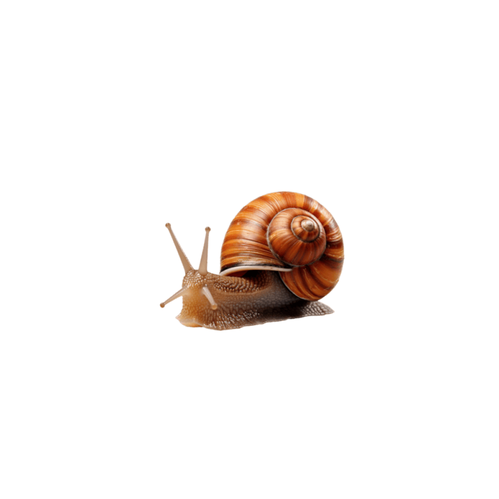 Salyangoz (snail)