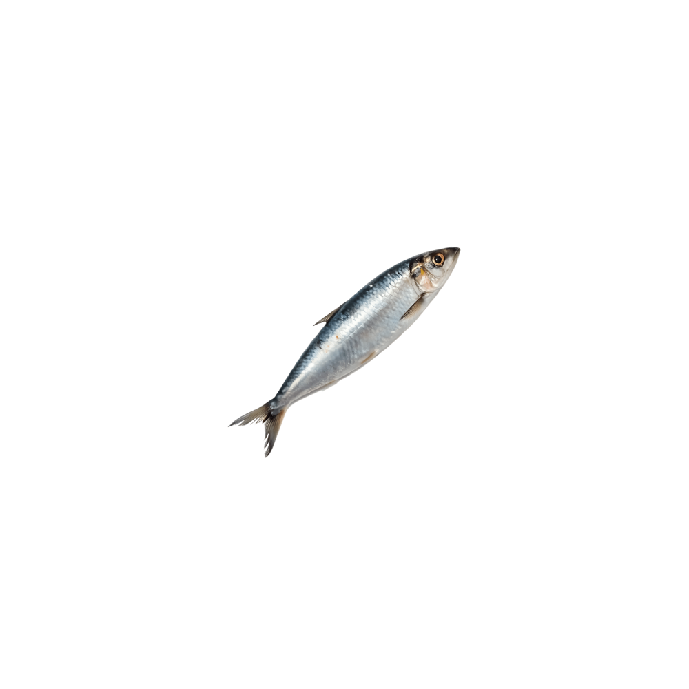 Sardina