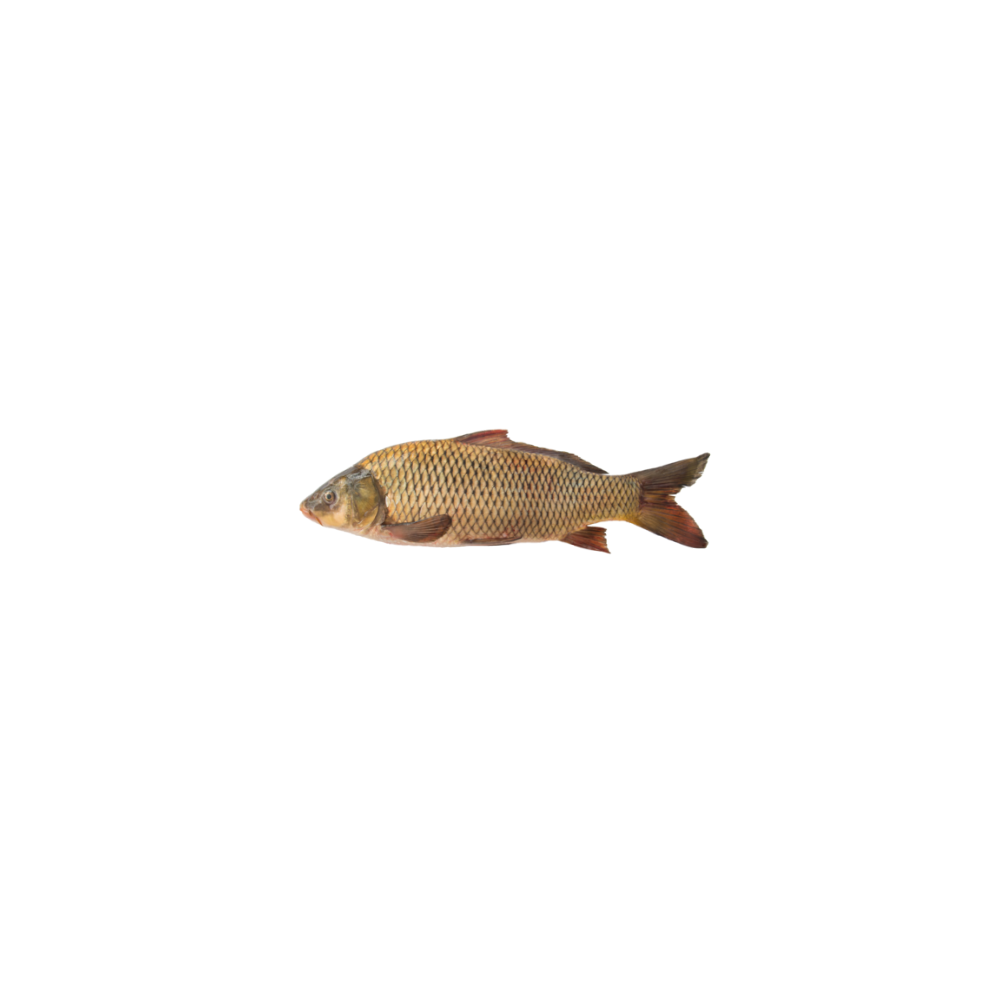 Sazan (karp)
