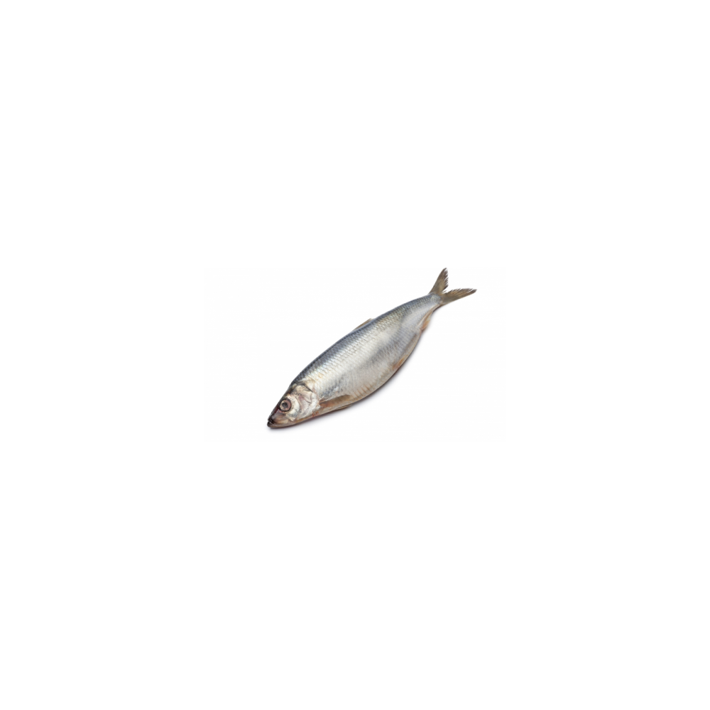 Herring