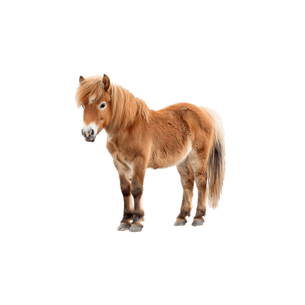 Shetland pony