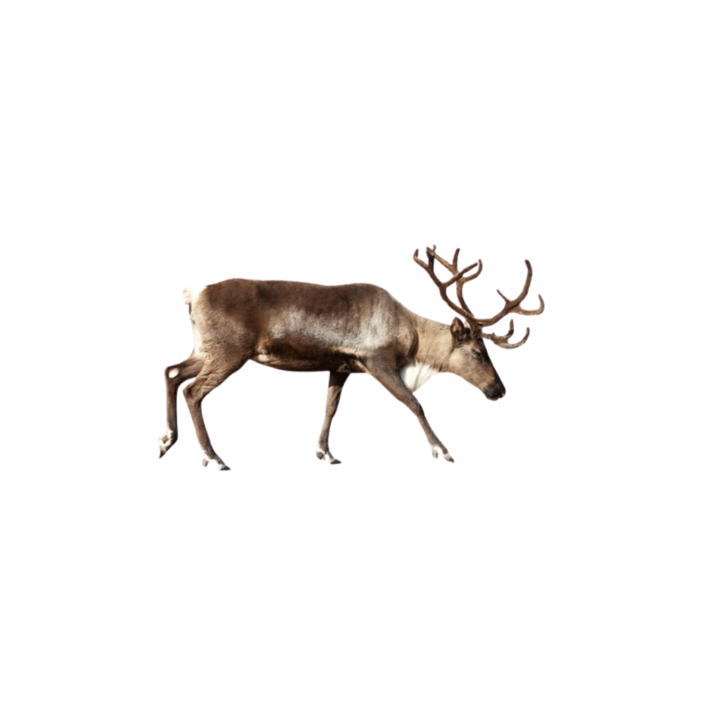 Shimol bug‘usi (reindeer)