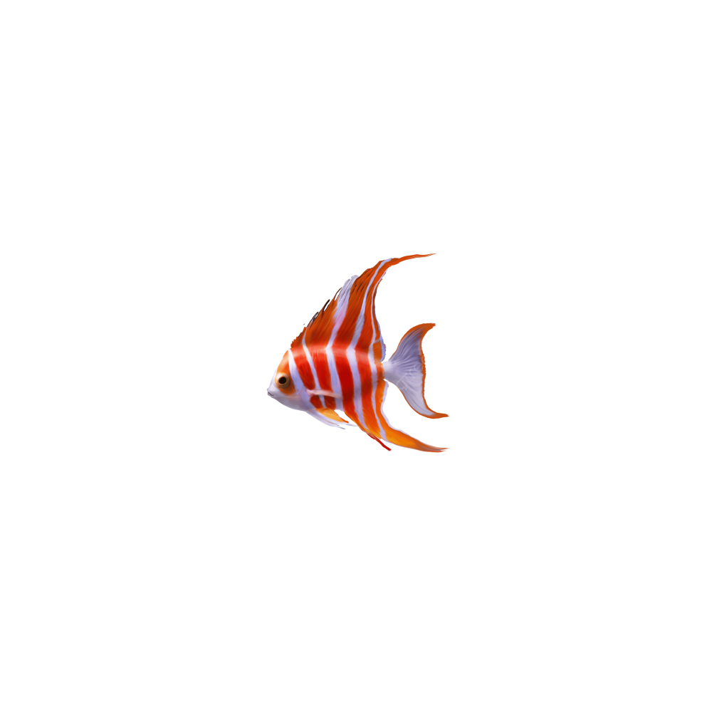 Skalyariya (angelfish)