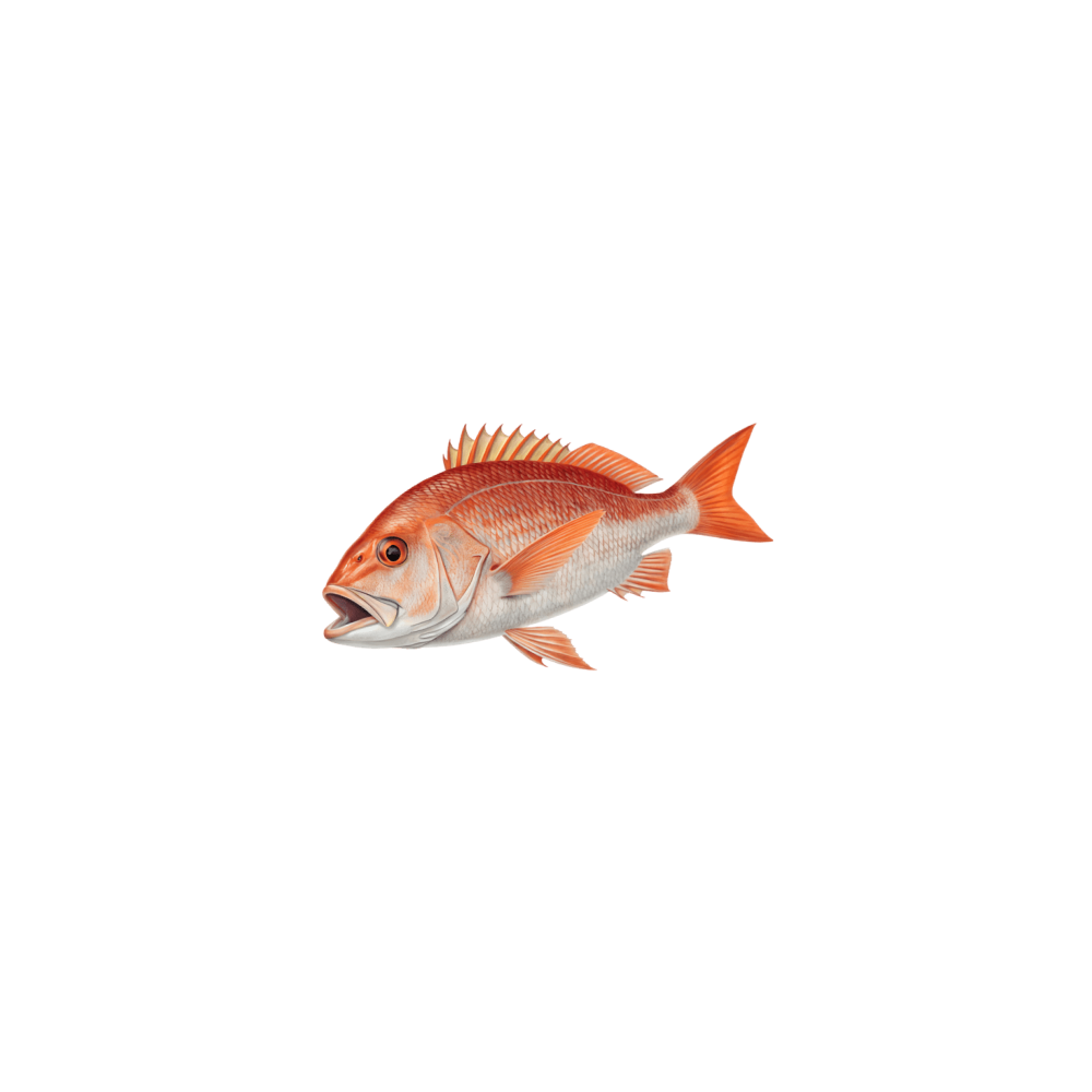 Snapper