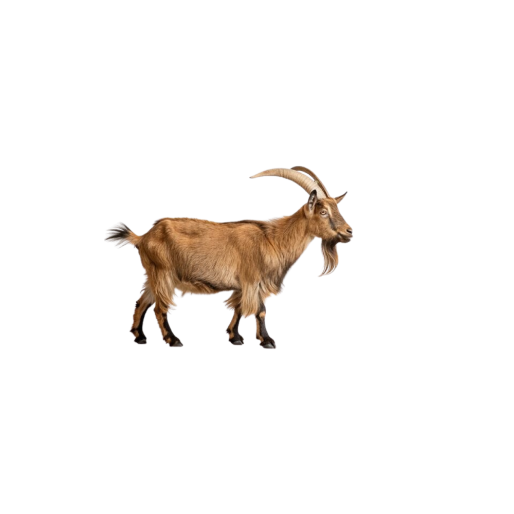 Spanish (ispan) goat