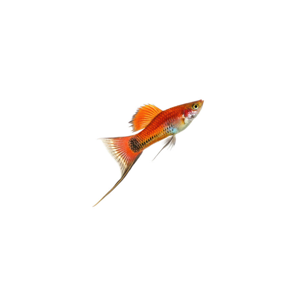 Swordtail