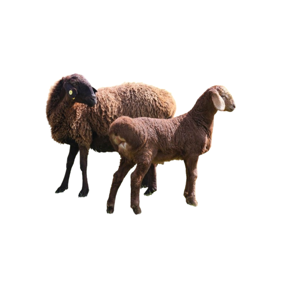 Surkhandarya local sheep
