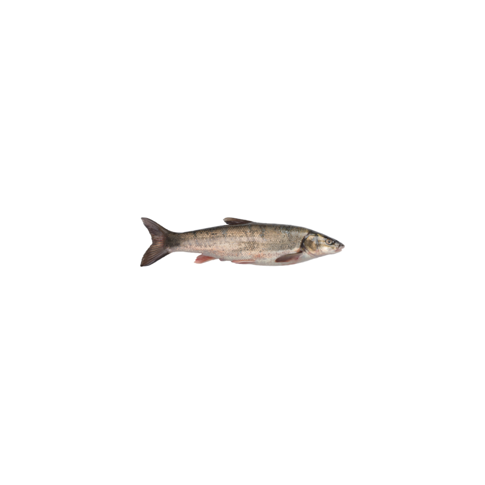 TASHKENT MARINKA (fish)