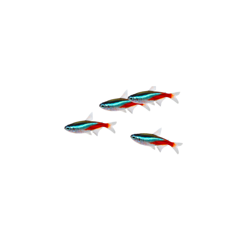 TETRA (various types)