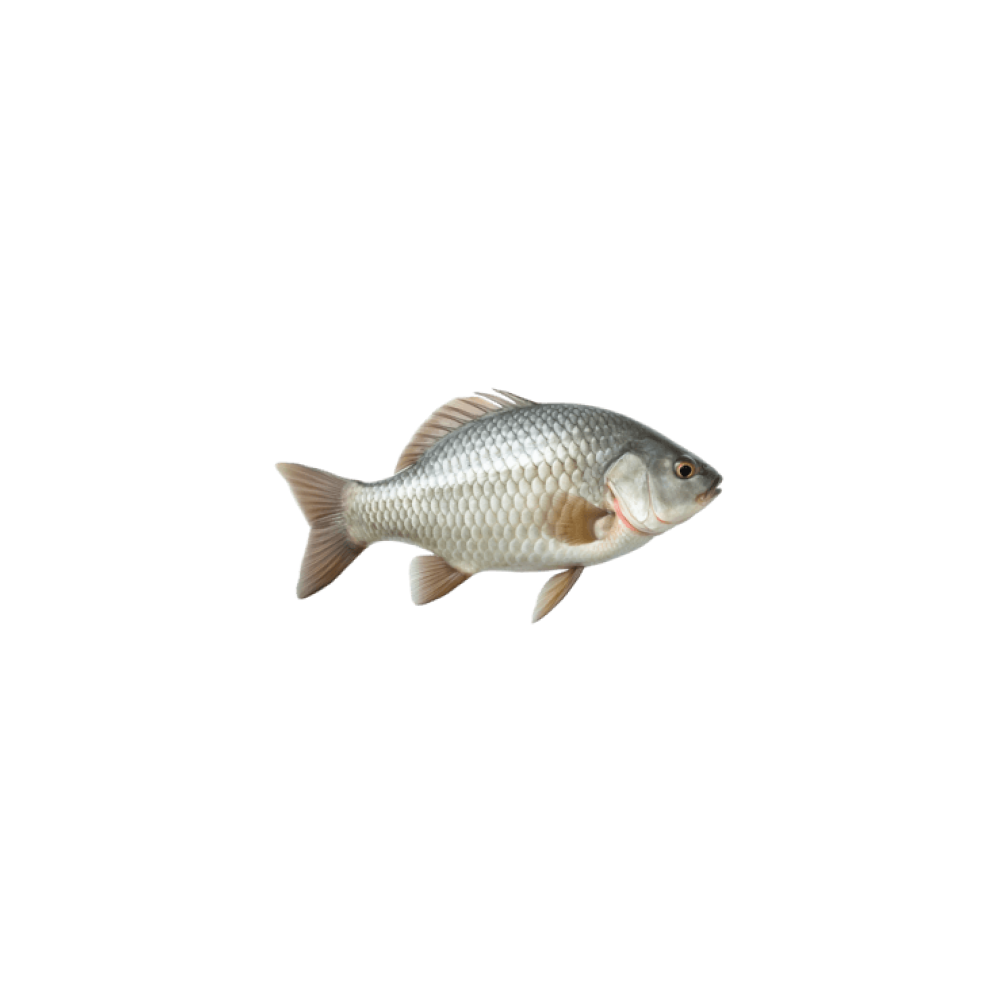 Tilapia