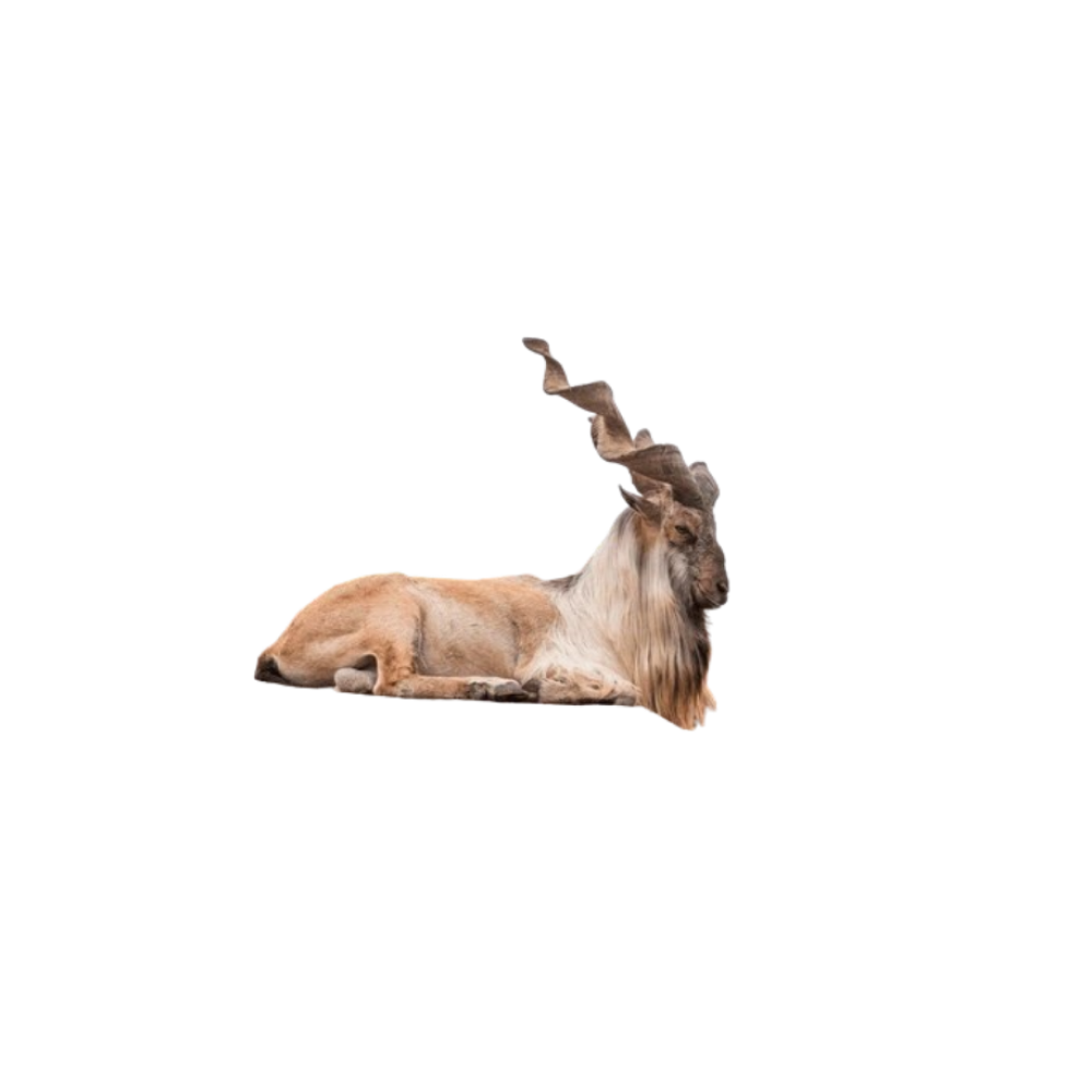 Tajik goat