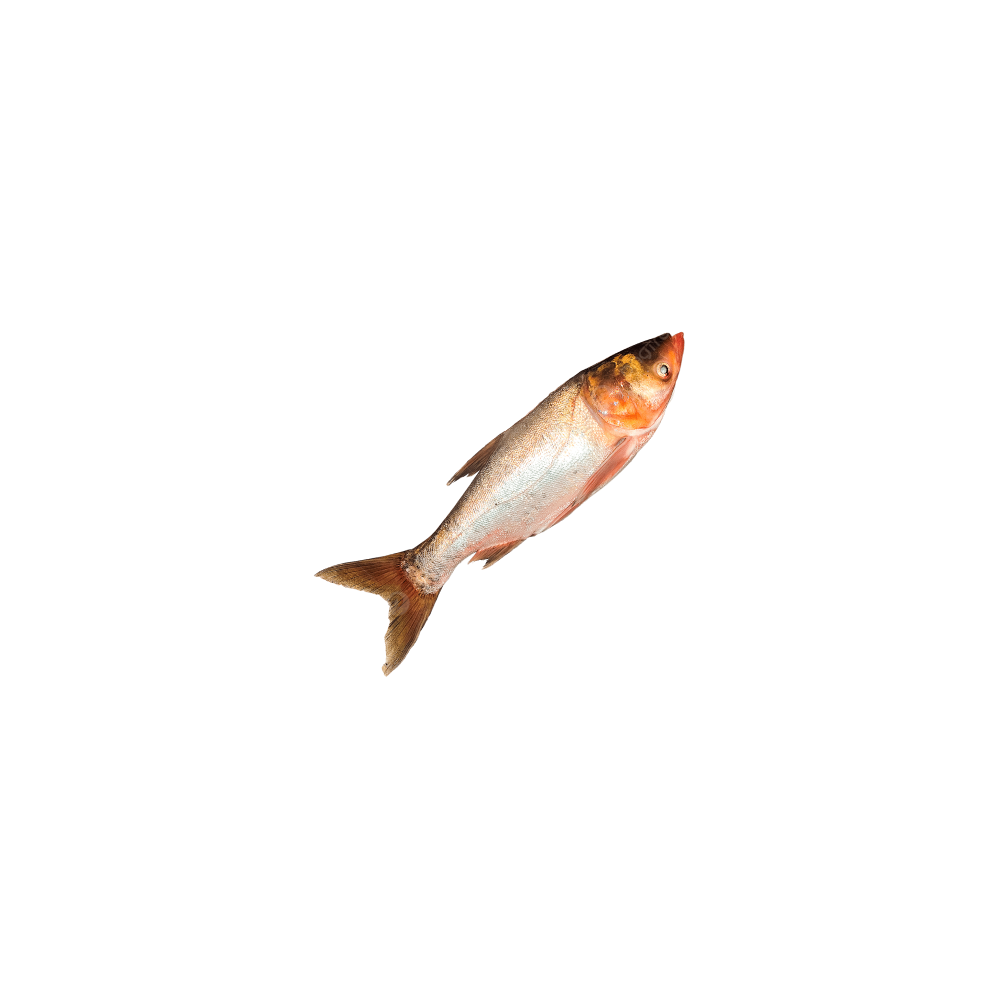 Tolstolob (kumush karp)
