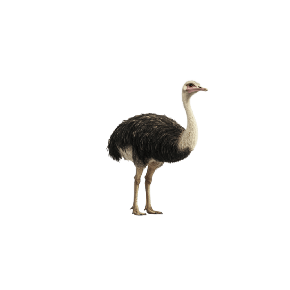 Tuyaqush (ostrich)