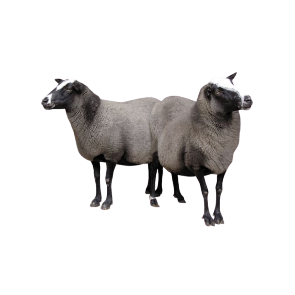 Texel
