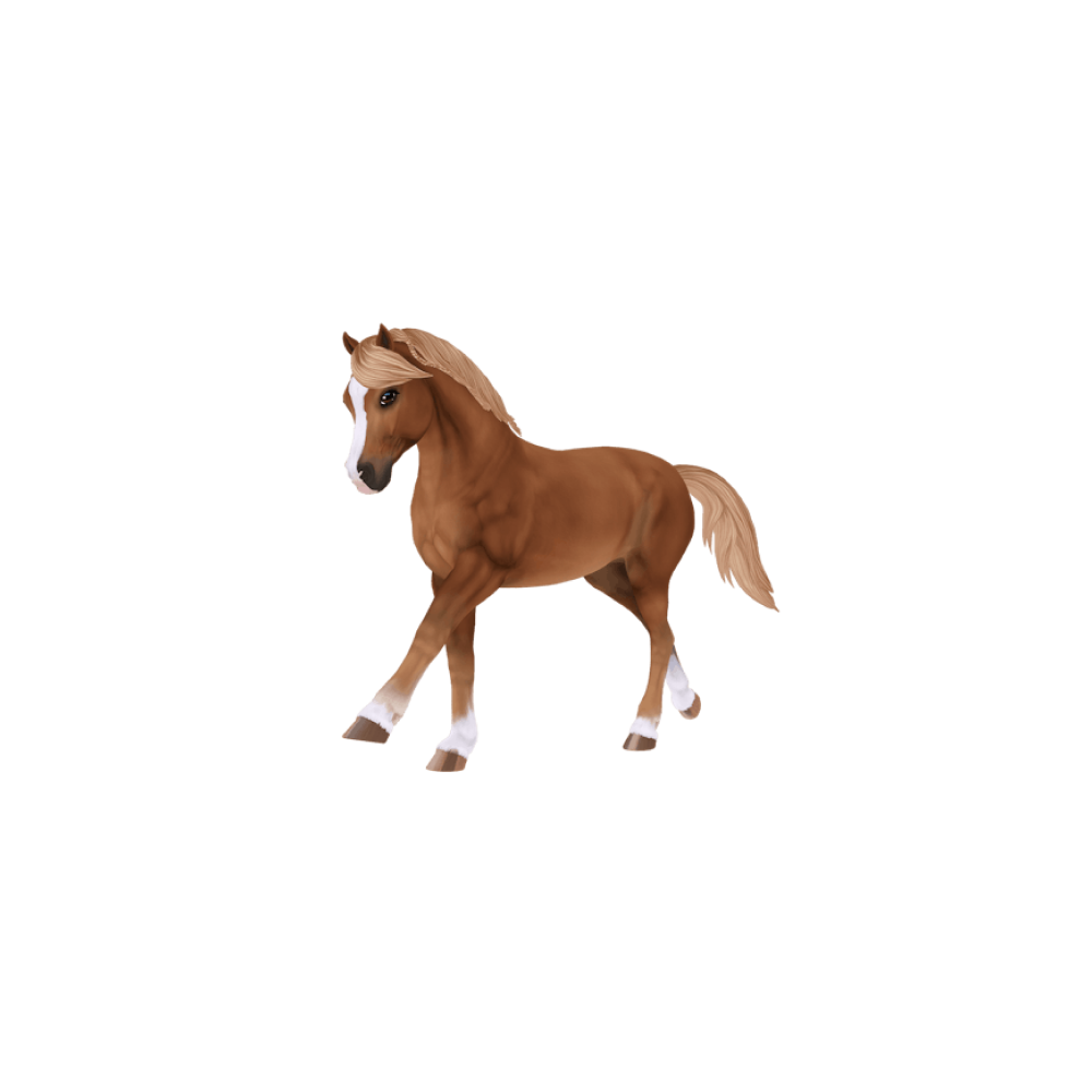Welsh pony