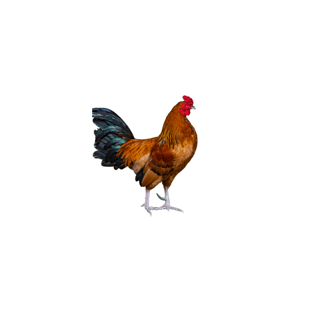 Rooster