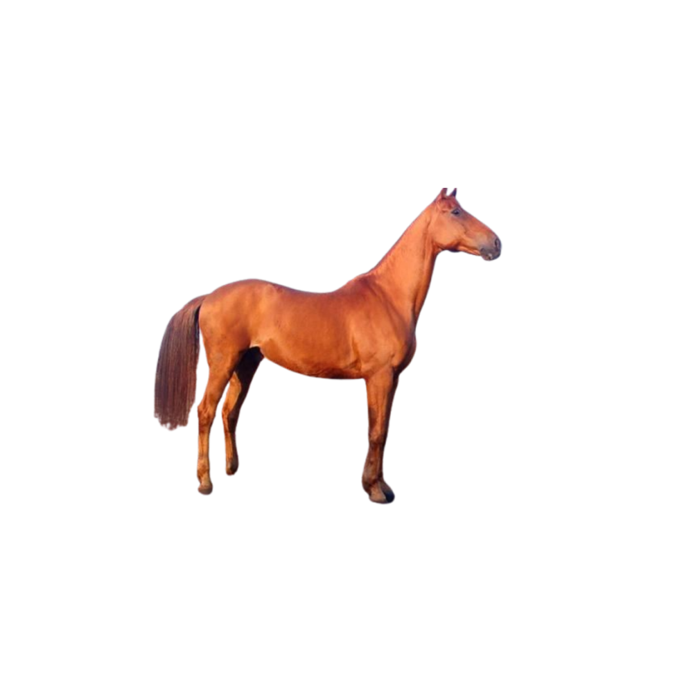 Yovmut