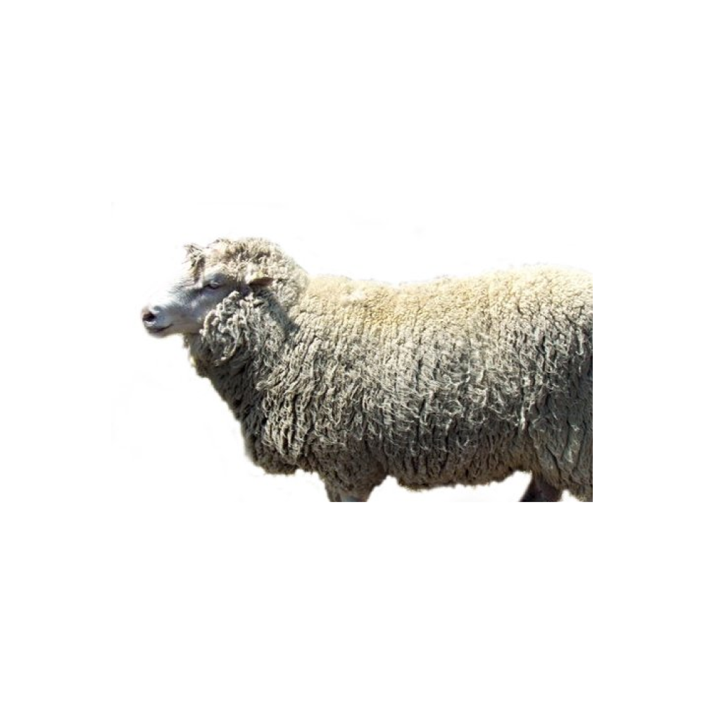 Précoce (sheep breed)