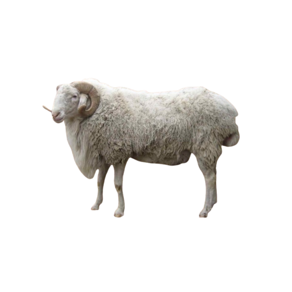 Karakalpak sheep