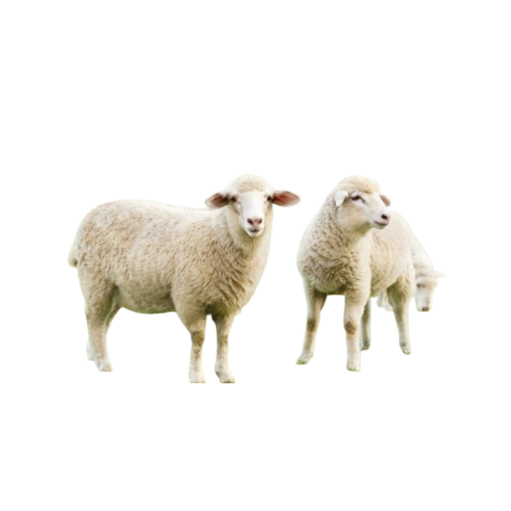 Tsigai (sheep breed)